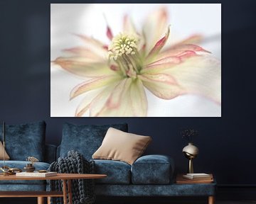 Makrofoto einer schönen Blume von Miranda van Hulst