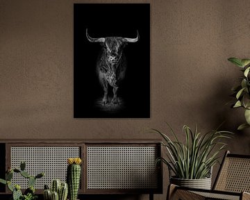 Scottish Highlander with black background in black and white by Maria-Maaike Dijkstra
