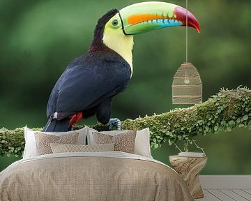 Throat-billed toucan by Paul van der Zwan