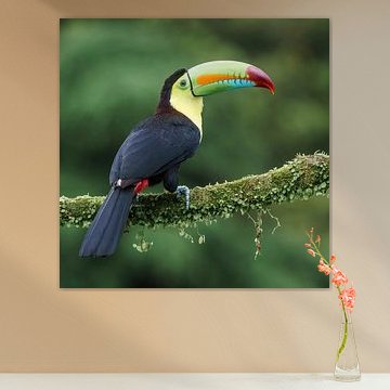 Throat-billed toucan by Paul van der Zwan