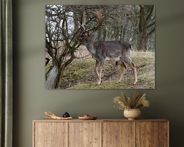 Male deer by Merijn Loch