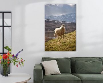 Een schaap in de IJslandse bergen van Elisa in Iceland