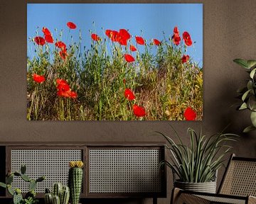 Les coquelicots dans le sud du Limbourg sur John Kreukniet