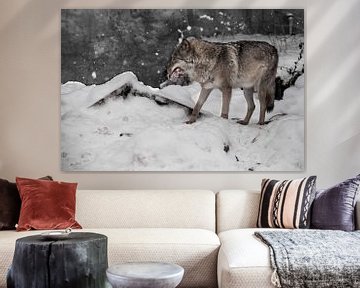 Een wolf op een achtergrond van sneeuw met een stuk vlees, een roofdier in de winter. van Michael Semenov