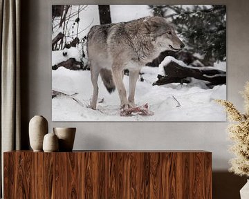 vrouwelijke wolf staat pootje voor pootje op een stuk vlees in de winter in de sneeuw een krachtig r van Michael Semenov