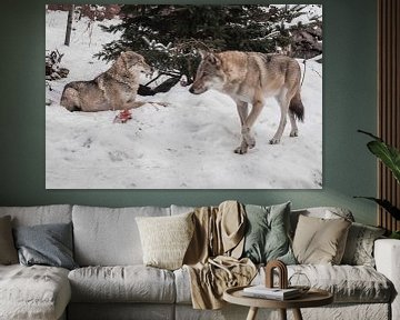 Een vrouwelijke wolf op een achtergrond van sneeuw, kijkt verdacht en knaagt aan vlees, een roofdier van Michael Semenov