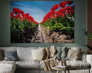 Tulipfield by Anita Kabbedijk
