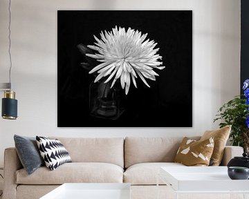 Chrysant