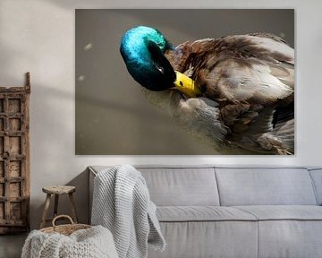 duck's head is lit up lit up by sunlight by wil spijker
