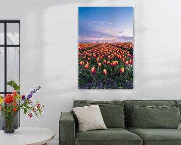Een kleurige tulpenveld in Goeree-Overflakee