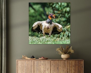 King Vulture (CR)