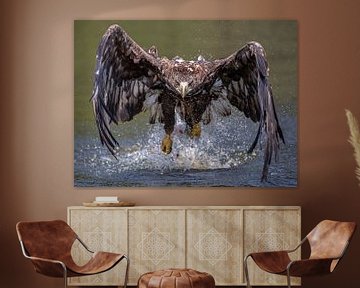 White-tailed eagle by Linda Raaphorst