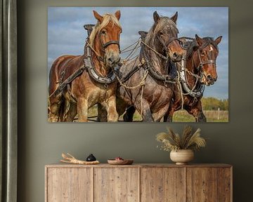 paarden van Lisette van Peenen