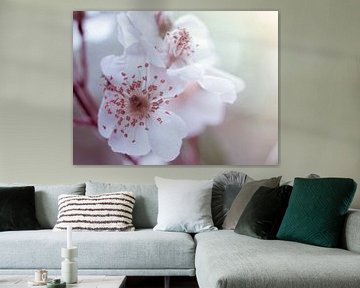 White Pink Blossom Flower in Closeup Macro by Art By Dominic