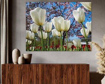 Witte tulpen van Peet Romijn