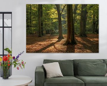 Beukenbos met herfstbladeren ondergrond van FotoBob