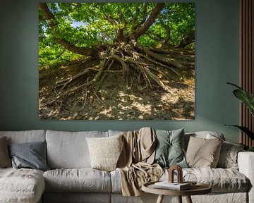 Baum mit Wurzeln von Martijn Tilroe