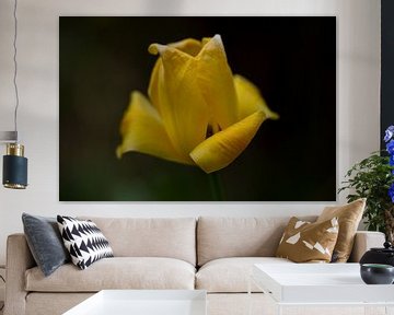 Gelbe Tulpe von MSP Canvas