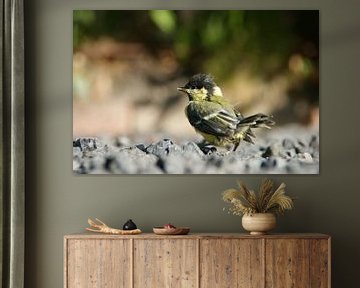 Young Great Tit for the first time out of the nest by Jeroen van Deel
