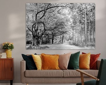 Beech Estate de Slotplaats Bakkeveen in black and white by R Smallenbroek