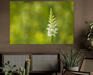 Orchidée blanche, (orchidée sauvage) sur Carola Schellekens