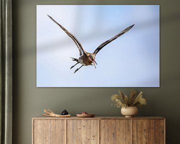 Black-tailed godwit by Linda Raaphorst