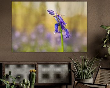 Wild Hyacinth or Boshyacinth (Hyacinthoides non-scripta) by Carola Schellekens