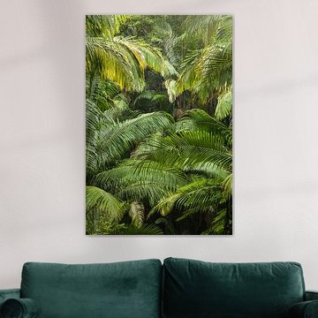 Sattes grün im Australiens Palmen Wald Dschungel - Wollumbin National Park Gondwana von Jiri Viehmann