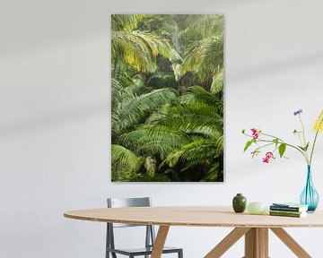 De Australische palmbomenjungle