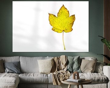 Colourful autumn leaves with a white background by Carola Schellekens