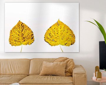 Kleurige herfstbladeren met een witte achtergrond van Carola Schellekens