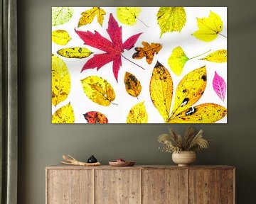 Kleurige herfstbladeren met een witte achtergrond