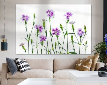 Oeillets (Dianthus) sur fond blanc sur Carola Schellekens