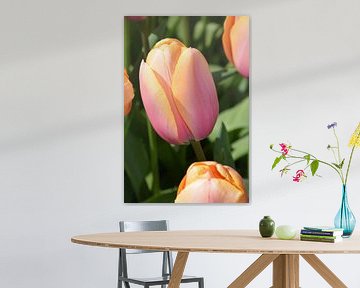 Keukenhof, dutch tulips, hollandische tulips, tulp, mooie tulp van Anita van der Wiel