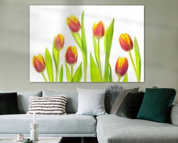 Tulpen met een witte achtergrond van Carola Schellekens