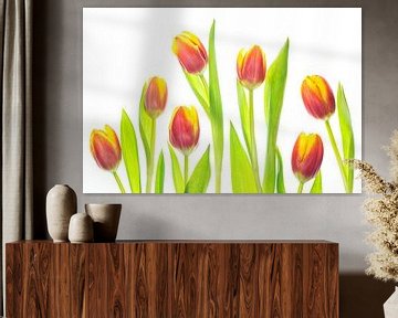 Tulips with a white background by Carola Schellekens