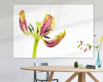 Uitgebloeide tulp met een witte achtergrond van Carola Schellekens