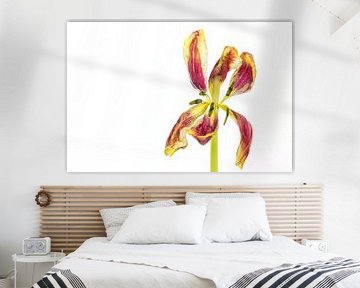 Uitgebloeide tulp met een witte achtergrond
