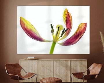 Overgrown tulip with a white background by Carola Schellekens