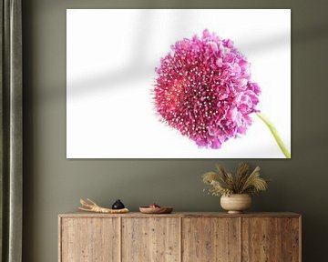 Scabious with a white background by Carola Schellekens