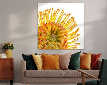 Nutan, (Leucospermum) mit weißem Hintergrund von Carola Schellekens