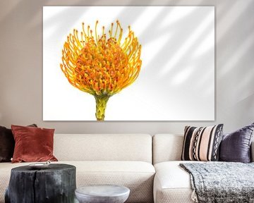 Nutan, (Leucospermum) mit weißem Hintergrund