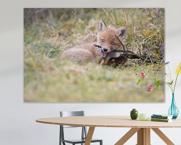 Fox cub by Andy van der Steen - Fotografie