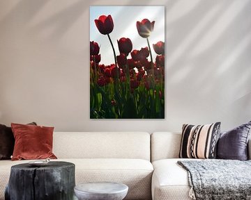 Rote Tulpen von Tanja Huizinga Photography