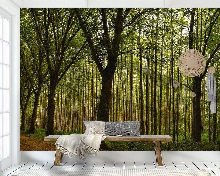 Sfeerimpressie behang: Sfeervol bos in de avond zon van Marjolein van Middelkoop