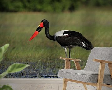 Zadelrug ooievaar (Ephippiorhynchus senegalensis)