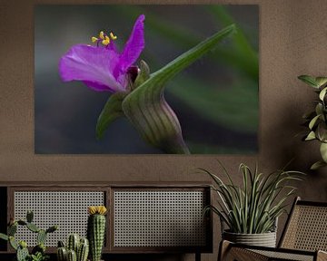 Purple flower sur Greetje van Son