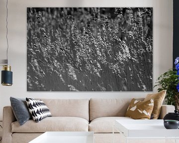 Wuivende rietpluimen in zwartwit van Laura Weijzig