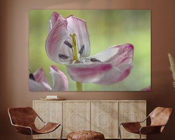 Open pink white tulip by Bianca Muntinga