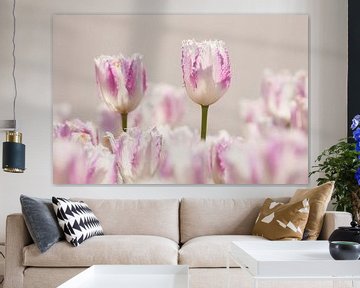 Tulpen efteling van Nancy van Verseveld